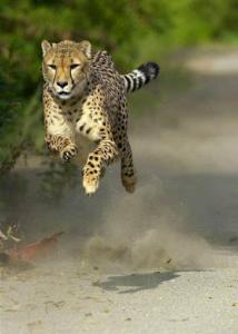 cheeta gonna getcha